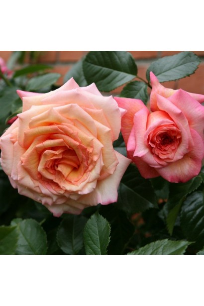 Великі махрові квіти персикової троянди Барок